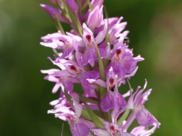 Dactylorhiza__praetermissa